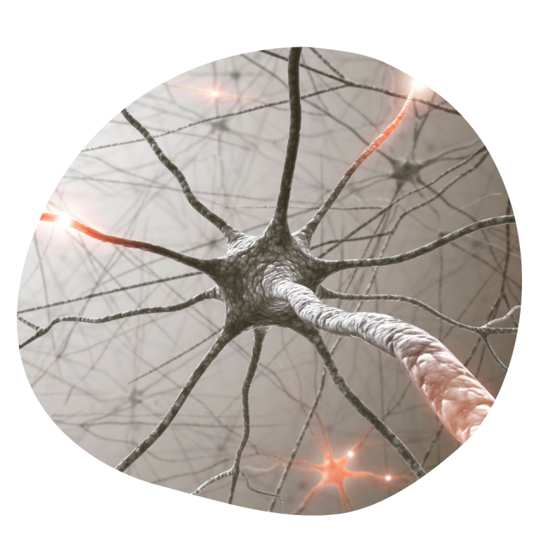 Nervensystem